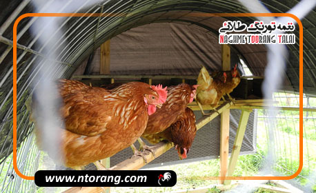 استراتژی های فروش مرغ محلی؛ چگونه در بازار رقابتی موفق شویم؟